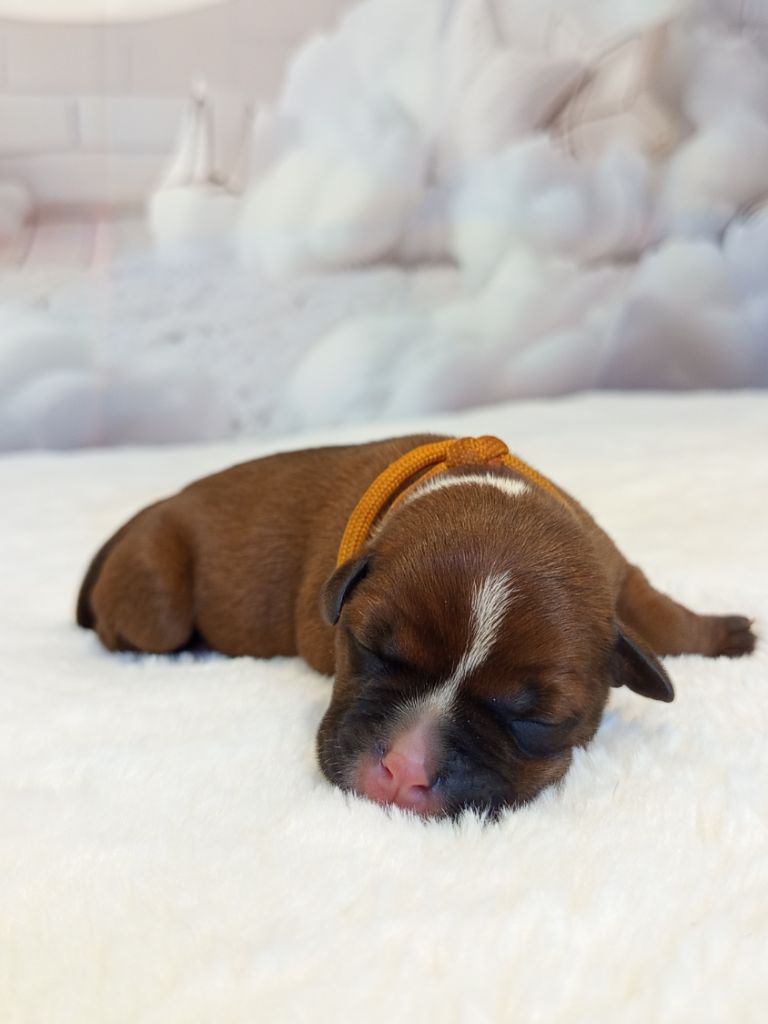 De Rockstar Dog - Chiots disponibles - Staffordshire Bull Terrier