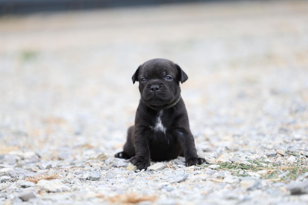 De Rockstar Dog - Chiots disponibles - Staffordshire Bull Terrier