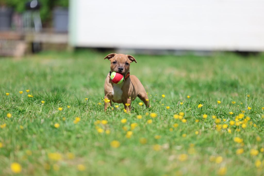 De Rockstar Dog - Chiots disponibles - Staffordshire Bull Terrier