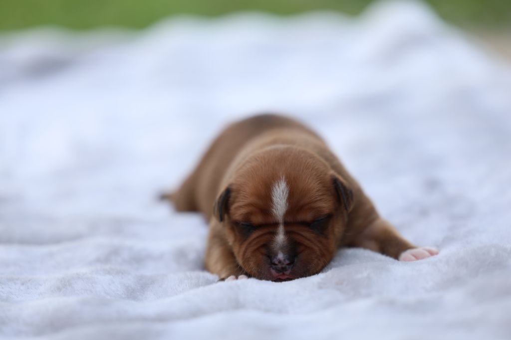 De Rockstar Dog - Chiots disponibles - Staffordshire Bull Terrier