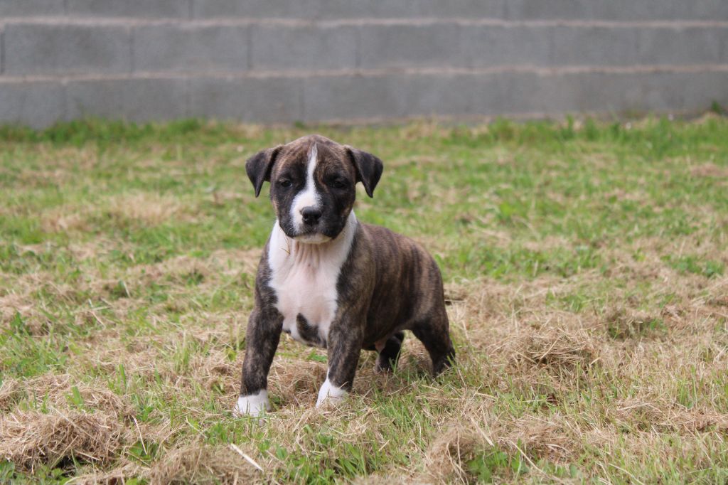 CHIOT MALE VERT