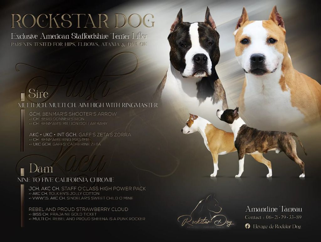 De Rockstar Dog - American Staffordshire Terrier - Portée née le 27/05/2023