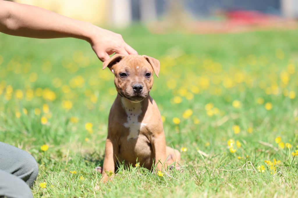 De Rockstar Dog - Chiots disponibles - Staffordshire Bull Terrier