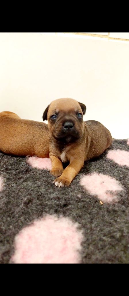De Rockstar Dog - Chiots disponibles - Staffordshire Bull Terrier