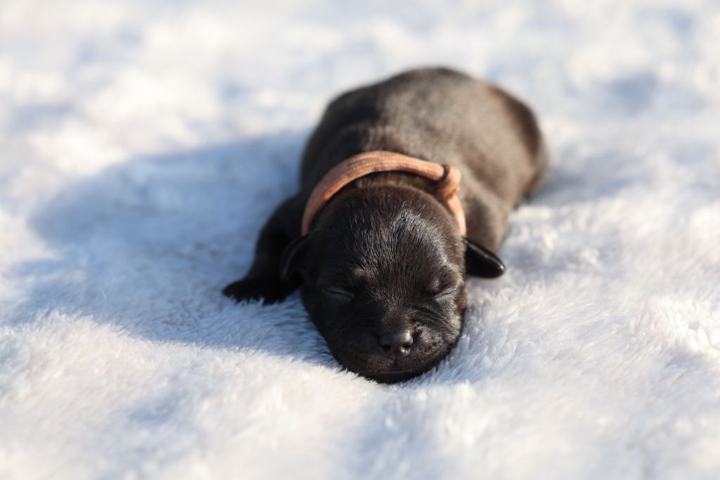 De Rockstar Dog - Chiots disponibles - Staffordshire Bull Terrier
