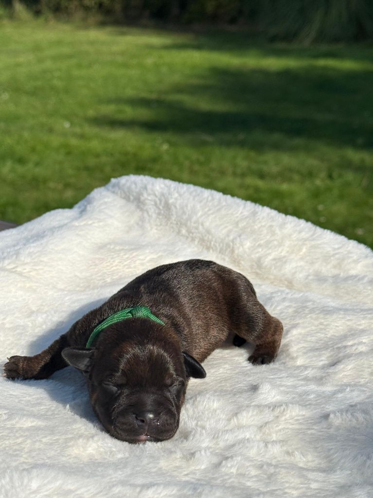 De Rockstar Dog - Chiots disponibles - Staffordshire Bull Terrier