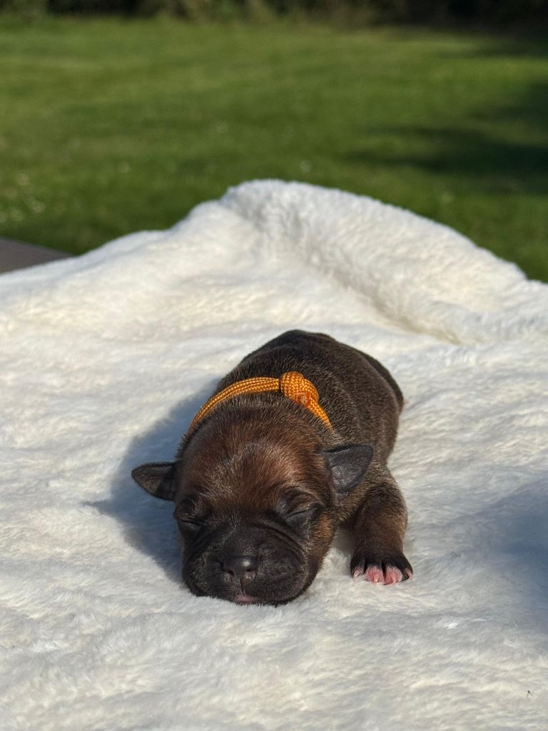 De Rockstar Dog - Chiots disponibles - Staffordshire Bull Terrier