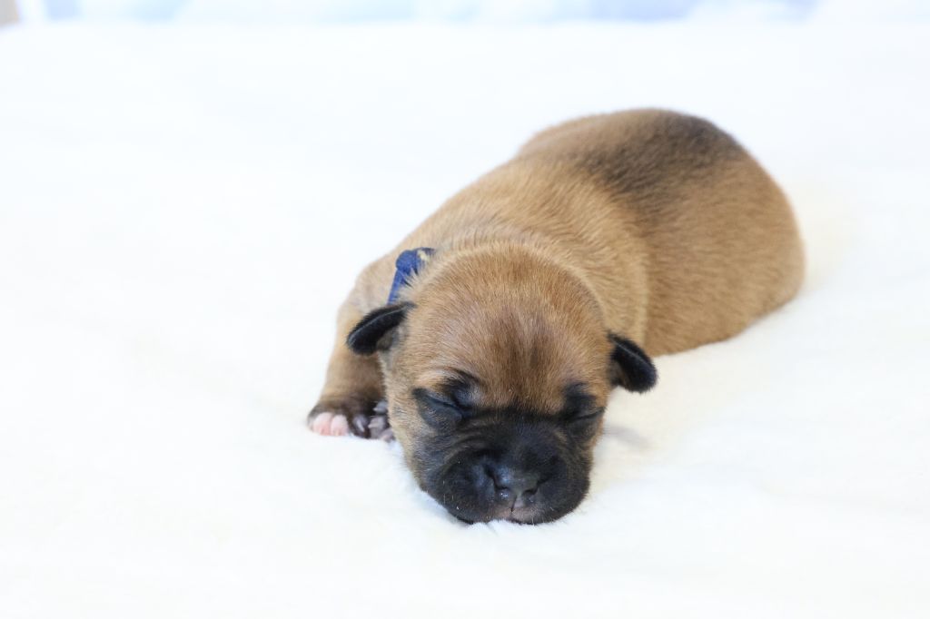 De Rockstar Dog - Chiots disponibles - Staffordshire Bull Terrier