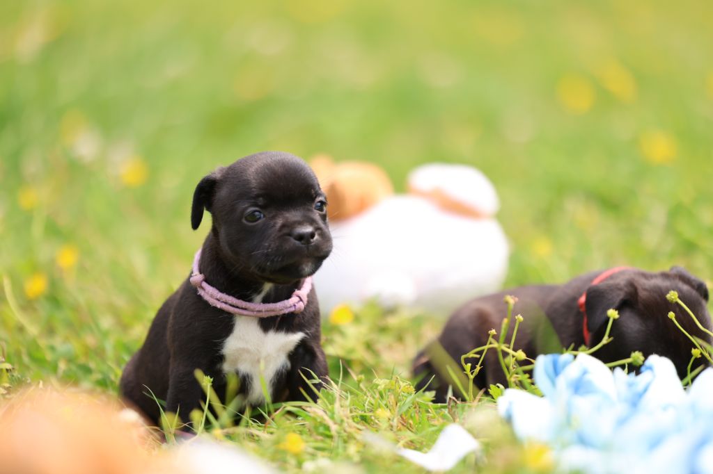 De Rockstar Dog - Chiots disponibles - Staffordshire Bull Terrier