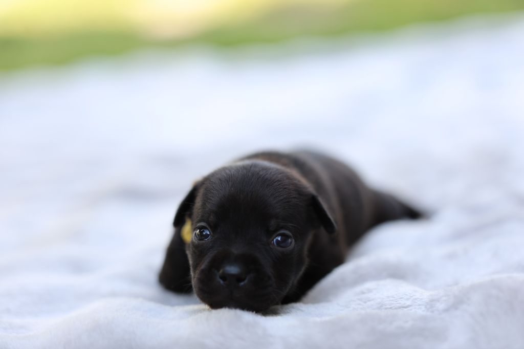 De Rockstar Dog - Chiots disponibles - Staffordshire Bull Terrier