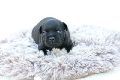 Chiot N°1