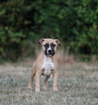 CHIOT collier jaune