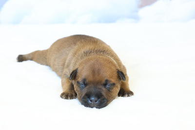 CHIOT COLLIER BLEU PASTEL