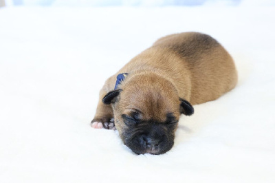CHIOT COLLIER BLEU MARINE