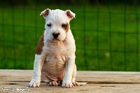 Lady mystique de Rockstar Dog