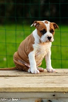 Legend of Fraja de Rockstar Dog