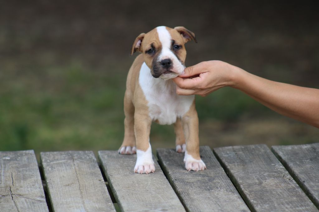 De Rockstar Dog - American Staffordshire Terrier - Portée née le 24/04/2023