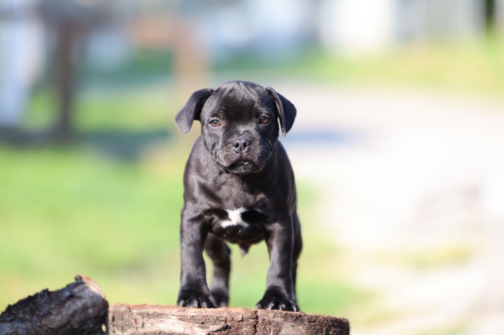 De Rockstar Dog - Chiots disponibles - Staffordshire Bull Terrier