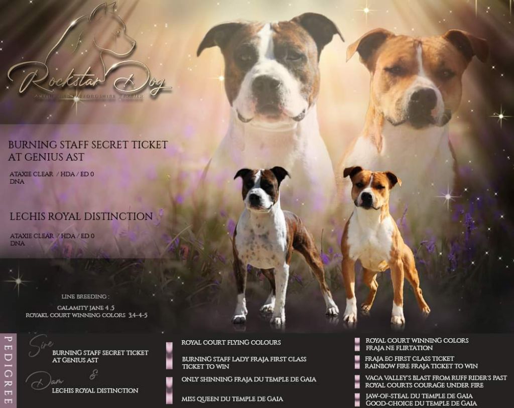 De Rockstar Dog - American Staffordshire Terrier - Portée née le 10/08/2022