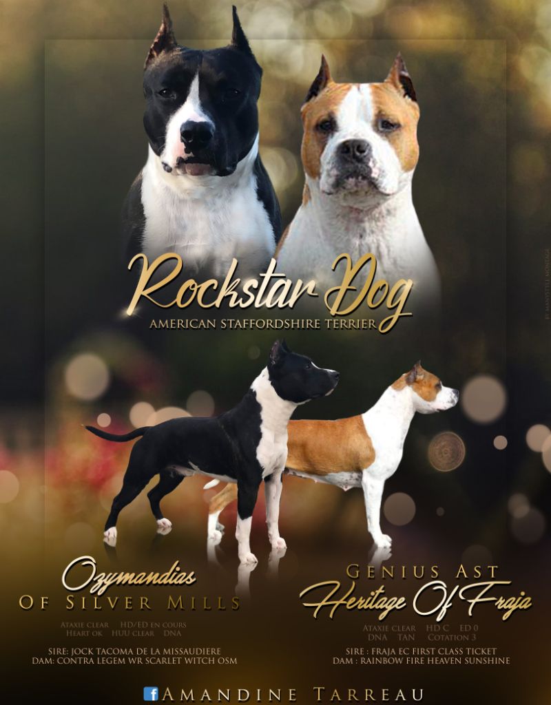 De Rockstar Dog - American Staffordshire Terrier - Portée née le 11/04/2020