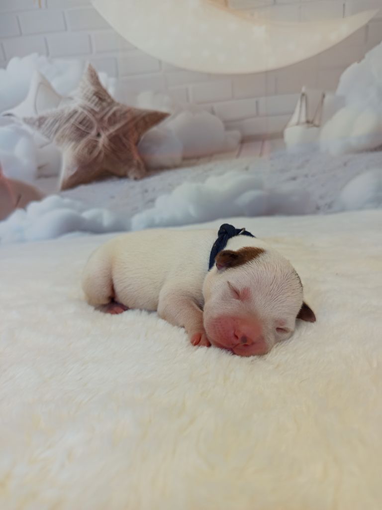 De Rockstar Dog - Chiots disponibles - Staffordshire Bull Terrier