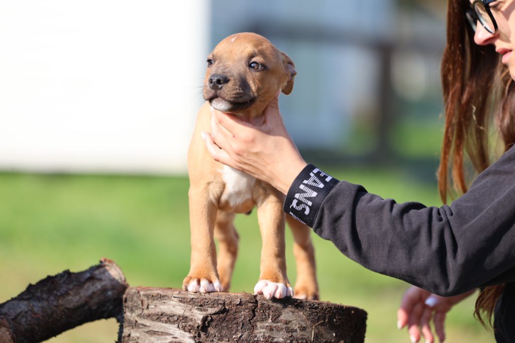 De Rockstar Dog - Chiots disponibles - Staffordshire Bull Terrier