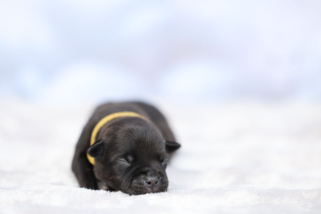 De Rockstar Dog - Chiots disponibles - Staffordshire Bull Terrier