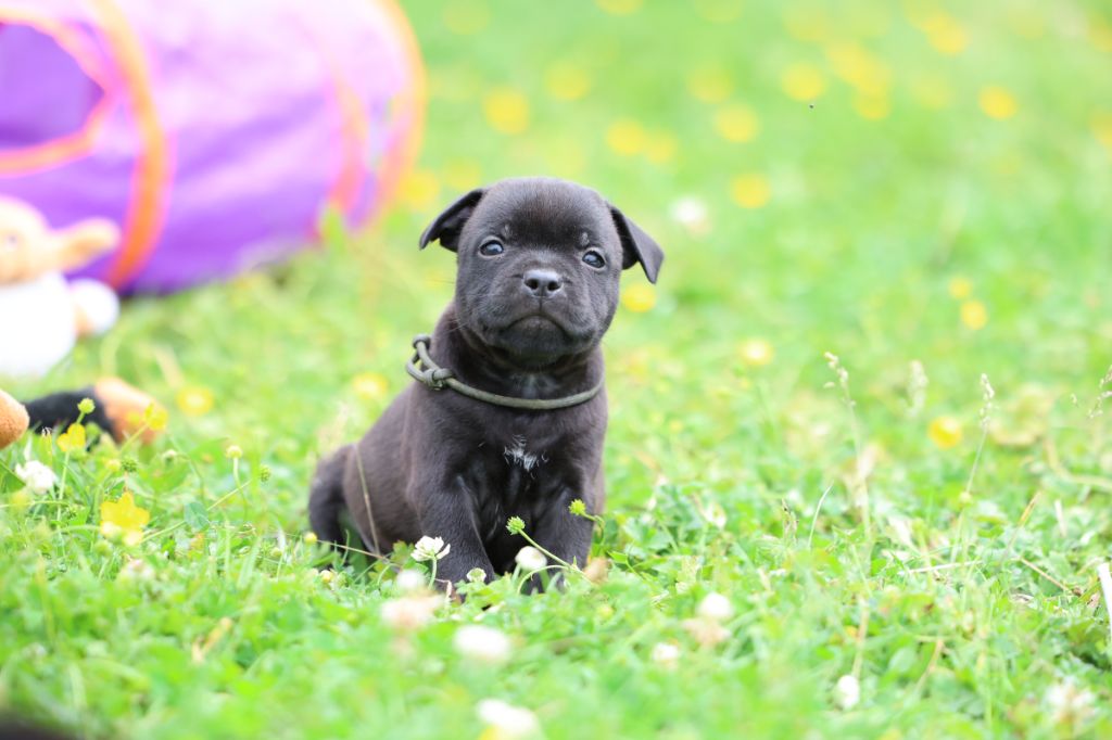 De Rockstar Dog - Chiots disponibles - Staffordshire Bull Terrier