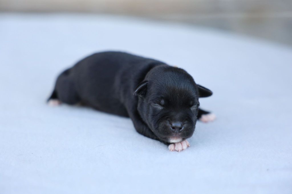 De Rockstar Dog - Chiots disponibles - Staffordshire Bull Terrier