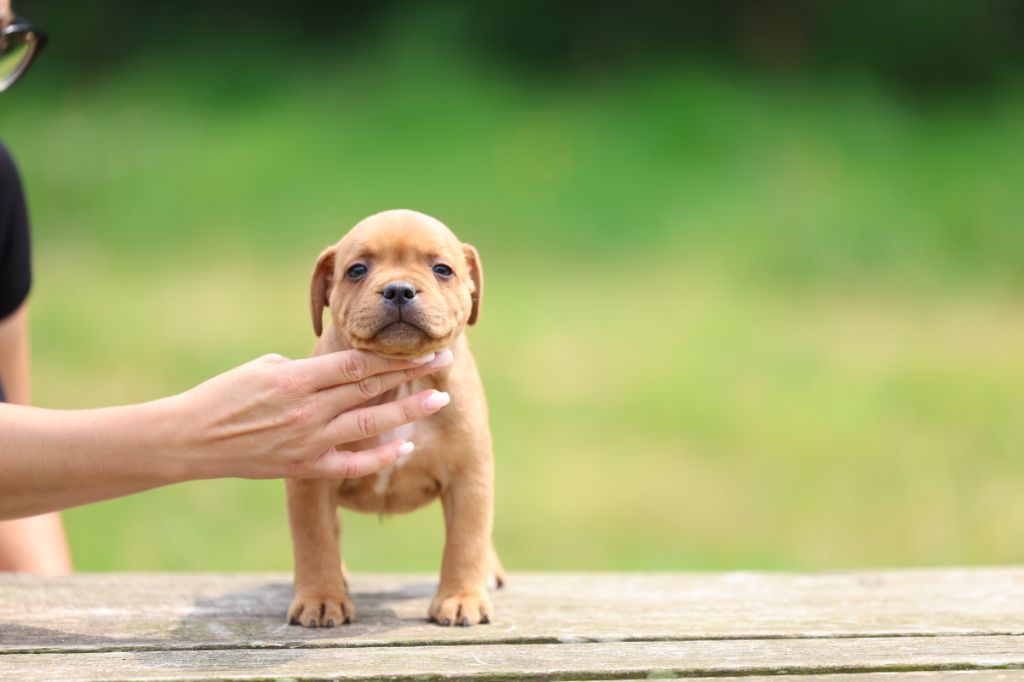 De Rockstar Dog - Chiots disponibles - Staffordshire Bull Terrier