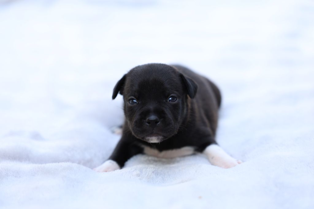 De Rockstar Dog - Chiots disponibles - Staffordshire Bull Terrier