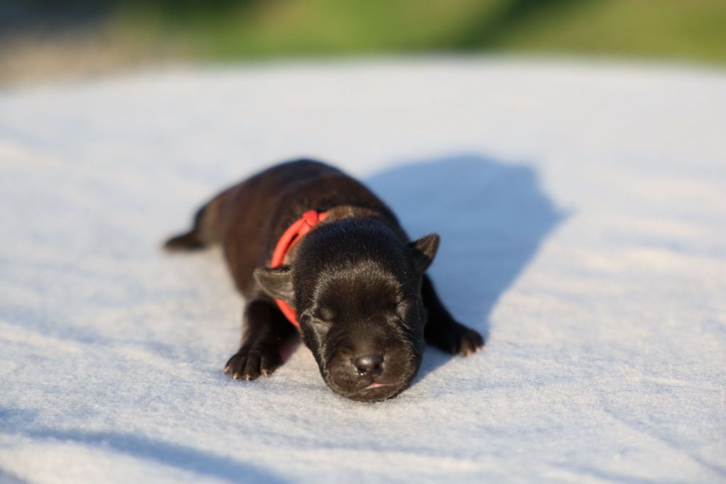 De Rockstar Dog - Chiots disponibles - Staffordshire Bull Terrier