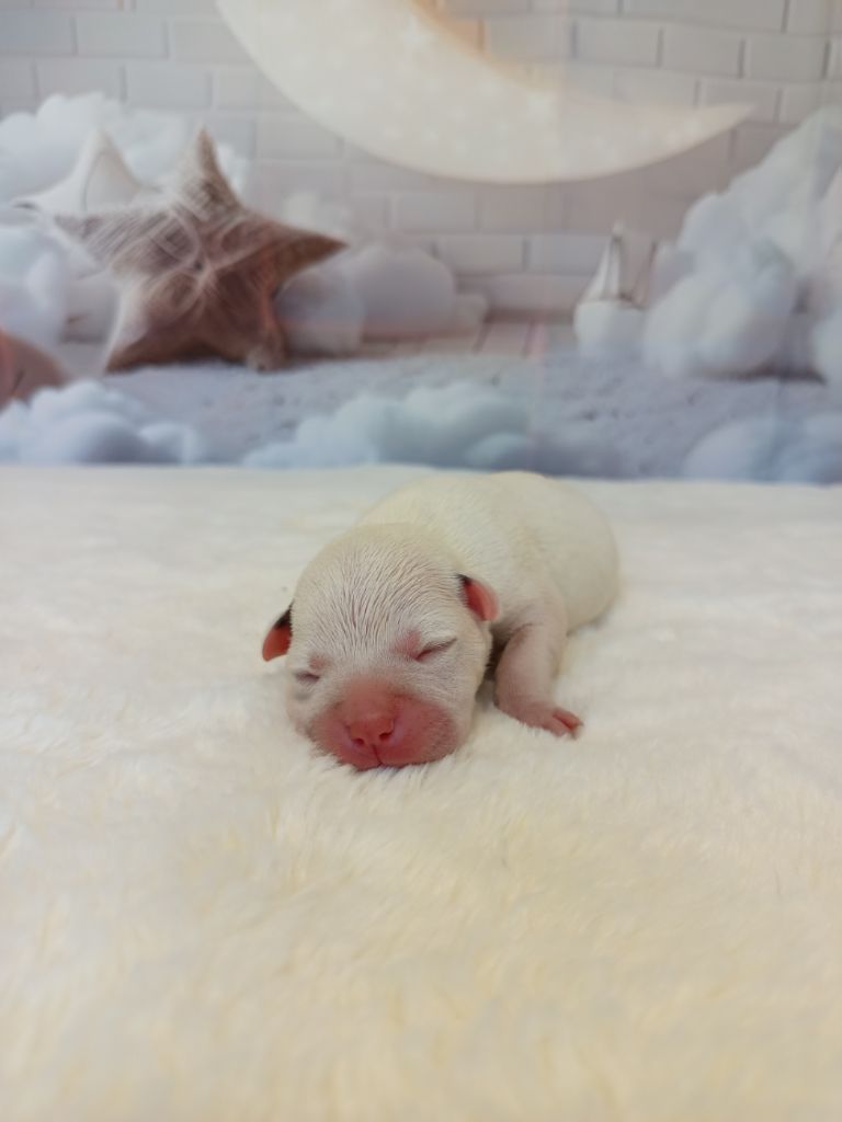 De Rockstar Dog - Chiots disponibles - Staffordshire Bull Terrier
