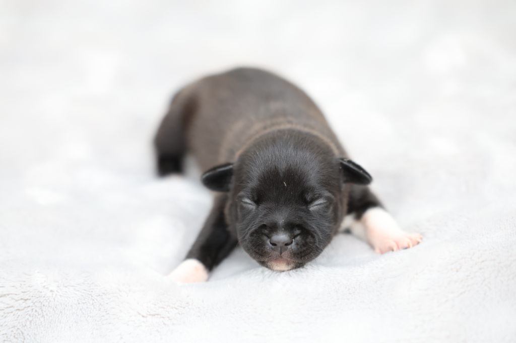 De Rockstar Dog - Chiots disponibles - Staffordshire Bull Terrier