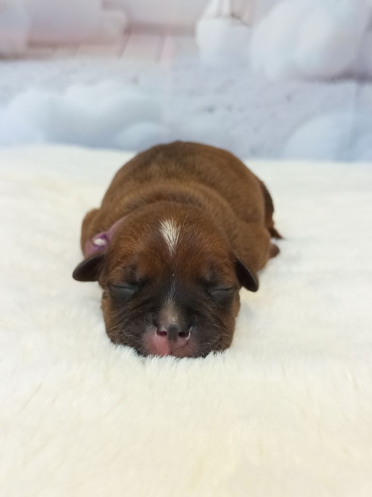 De Rockstar Dog - Chiots disponibles - Staffordshire Bull Terrier