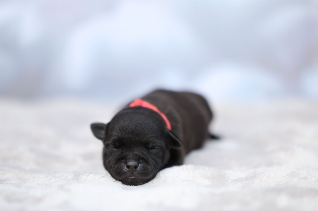 De Rockstar Dog - Chiots disponibles - Staffordshire Bull Terrier