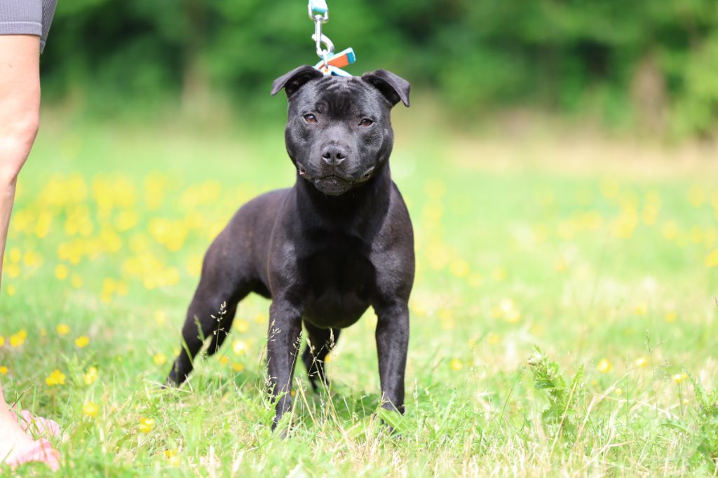 De Rockstar Dog - Chiots disponibles - Staffordshire Bull Terrier