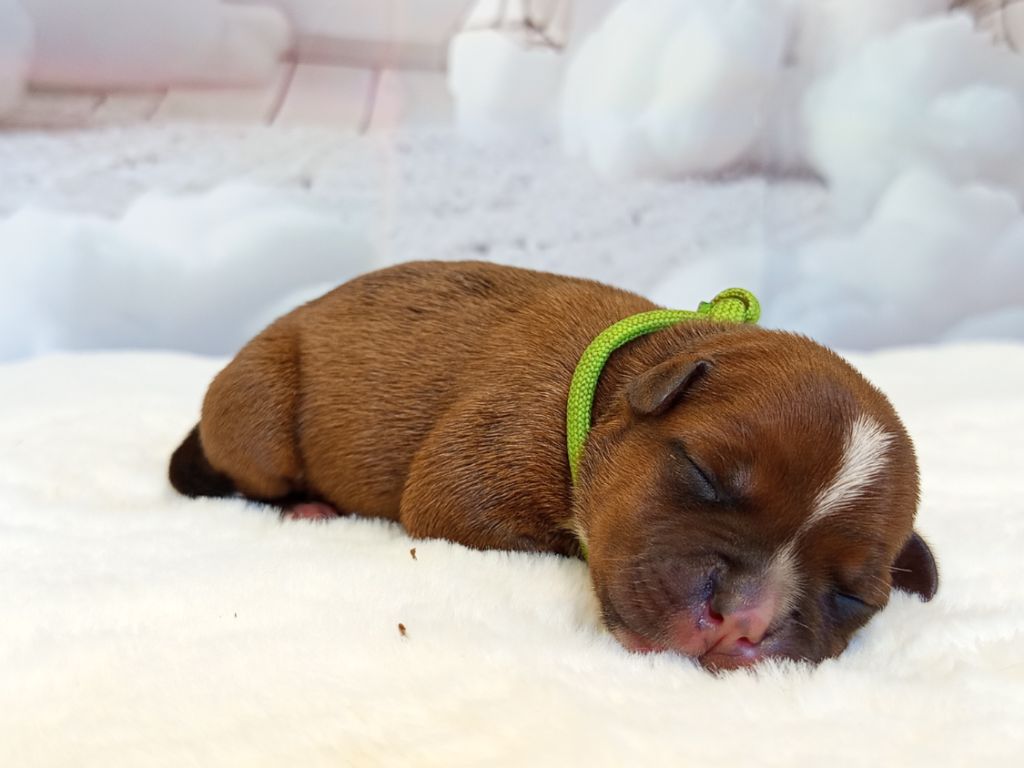 De Rockstar Dog - Chiots disponibles - Staffordshire Bull Terrier