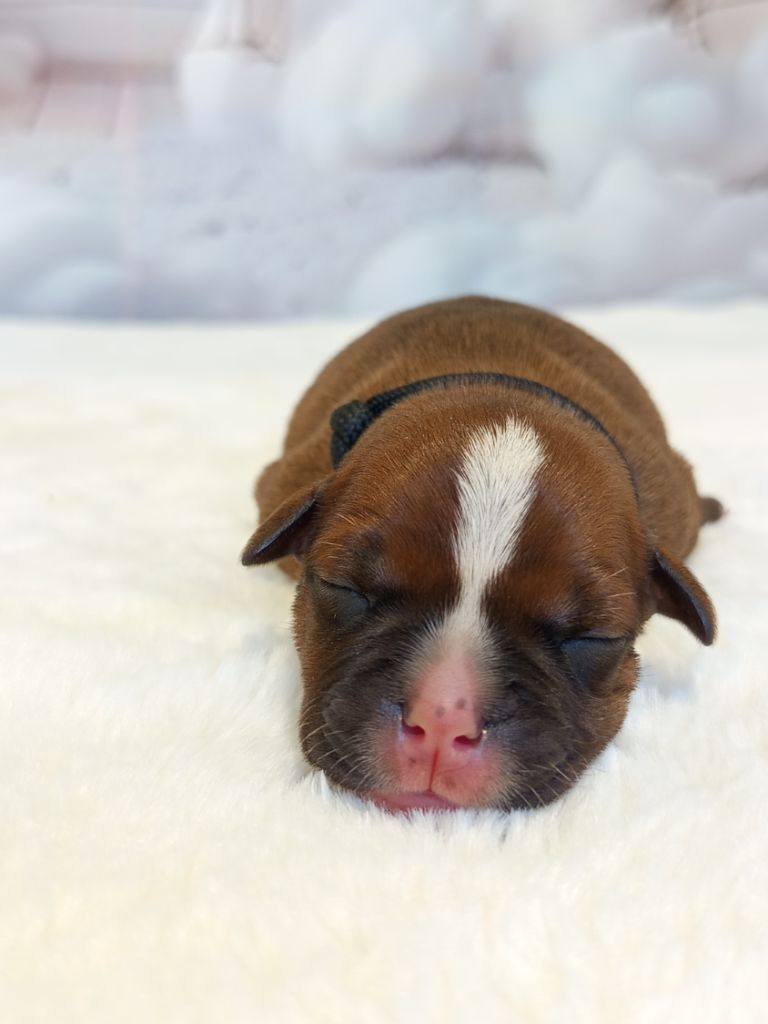 De Rockstar Dog - Chiots disponibles - Staffordshire Bull Terrier