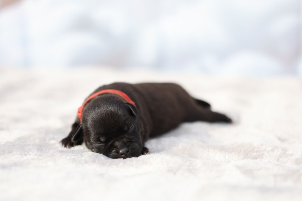 De Rockstar Dog - Chiots disponibles - Staffordshire Bull Terrier