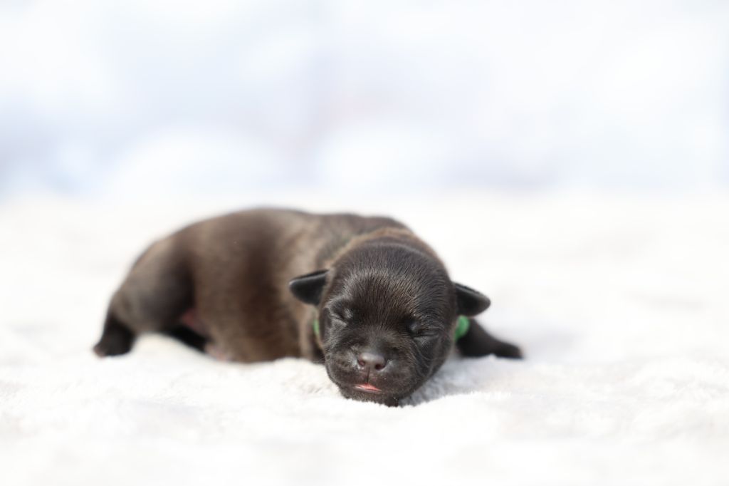 De Rockstar Dog - Chiots disponibles - Staffordshire Bull Terrier